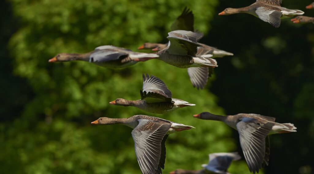 Ducks migrating