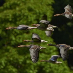 Ducks migrating