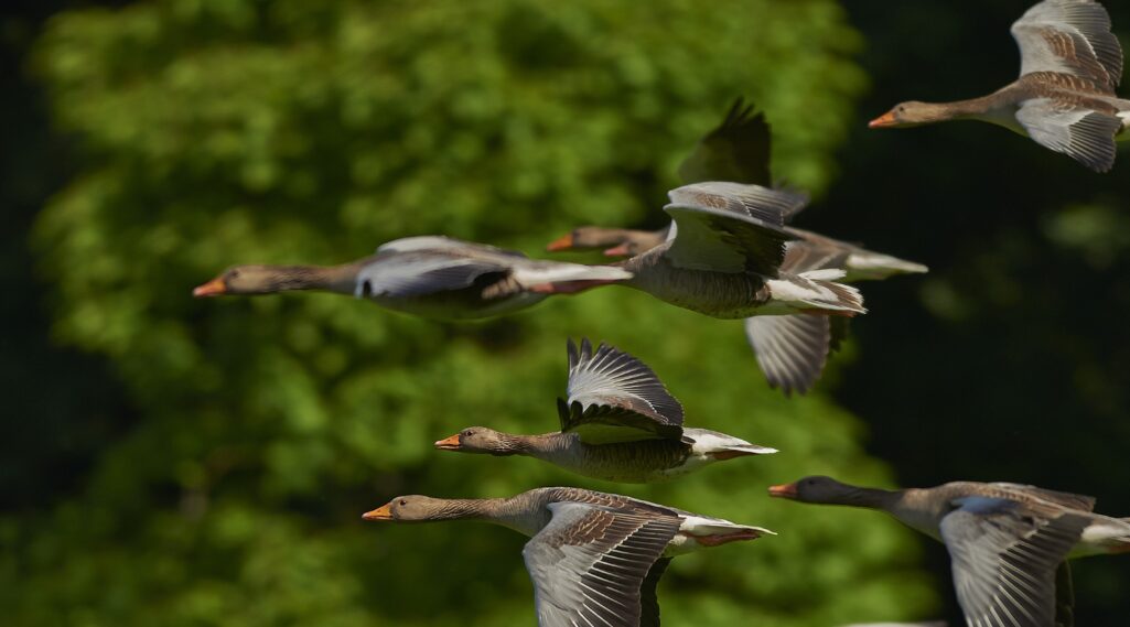 Grupo de patos voando, em migração