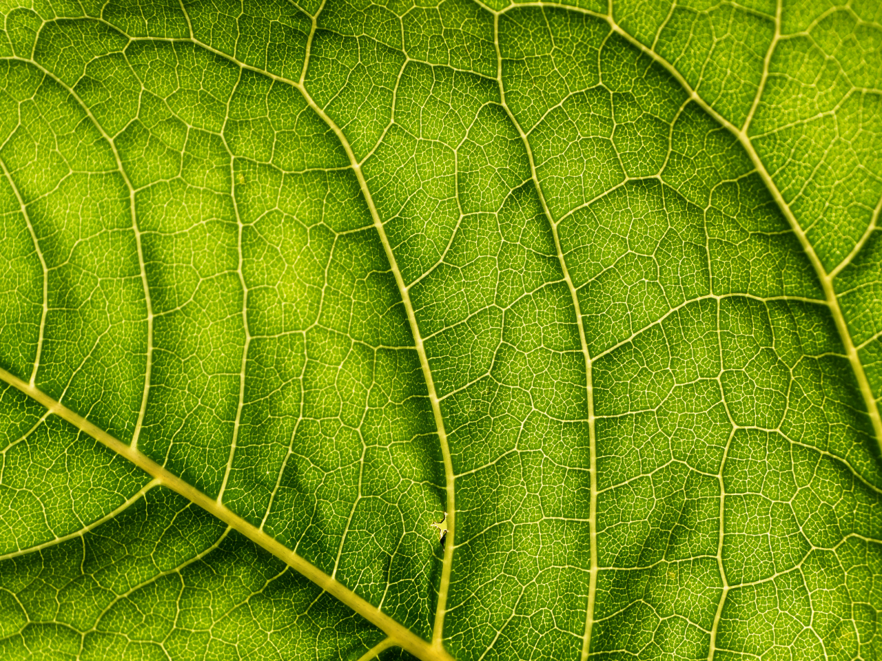 The origins of quantum biology