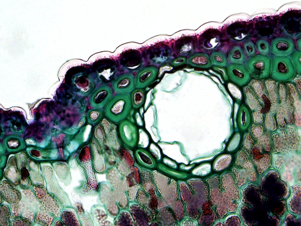 Tunneling and Nonadiabatic Effects on a Proton-Coupled Electron Transfer Model for the Qo Site in Cytochrome bc1