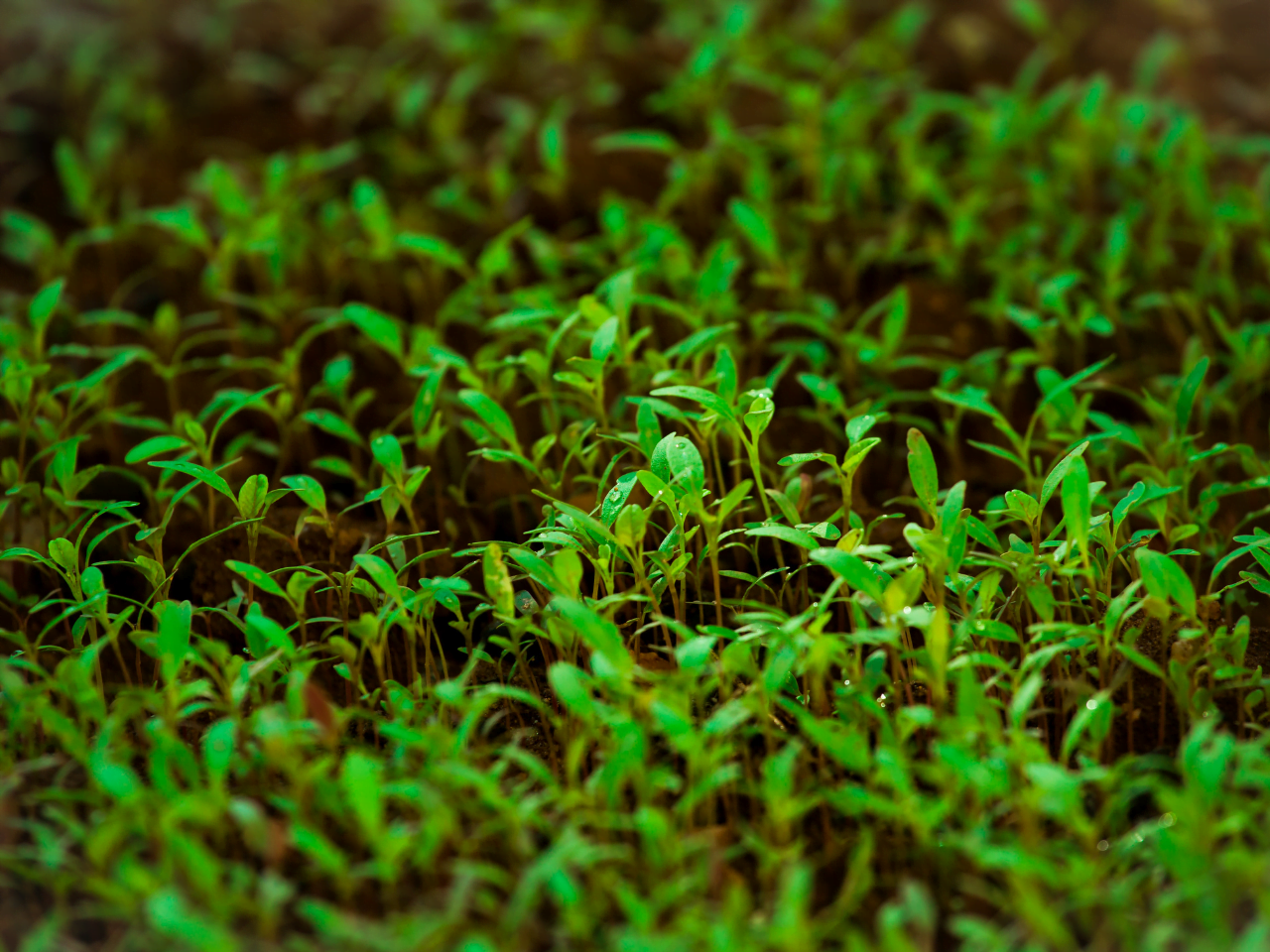 Time-resolved ultra-weak photon emission as germination performance indicator in single seedlings