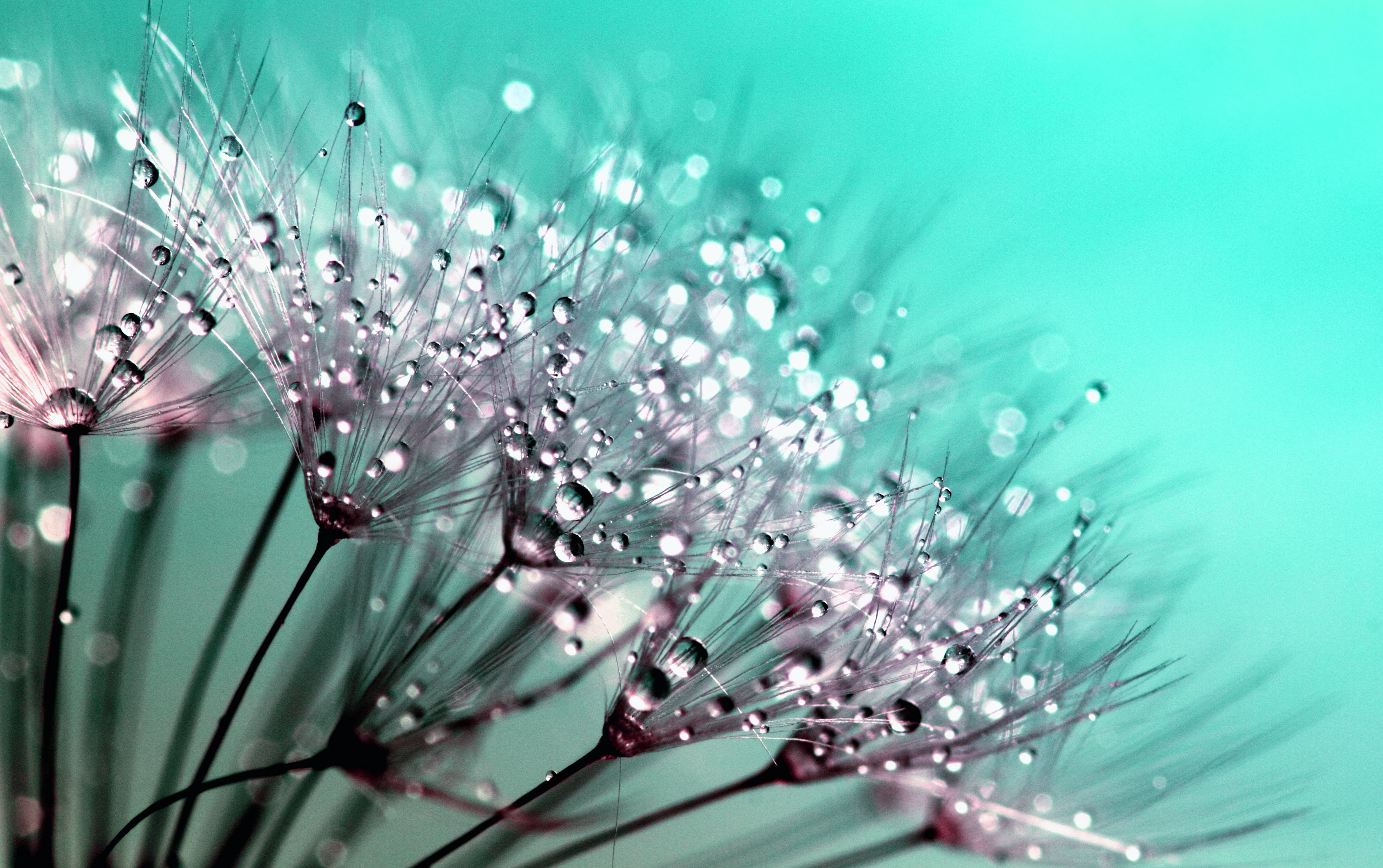 flores de dentes de leão com gotículas de água