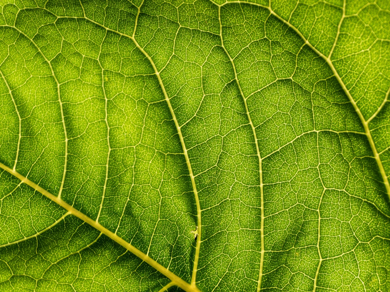 As origens da biologia quântica