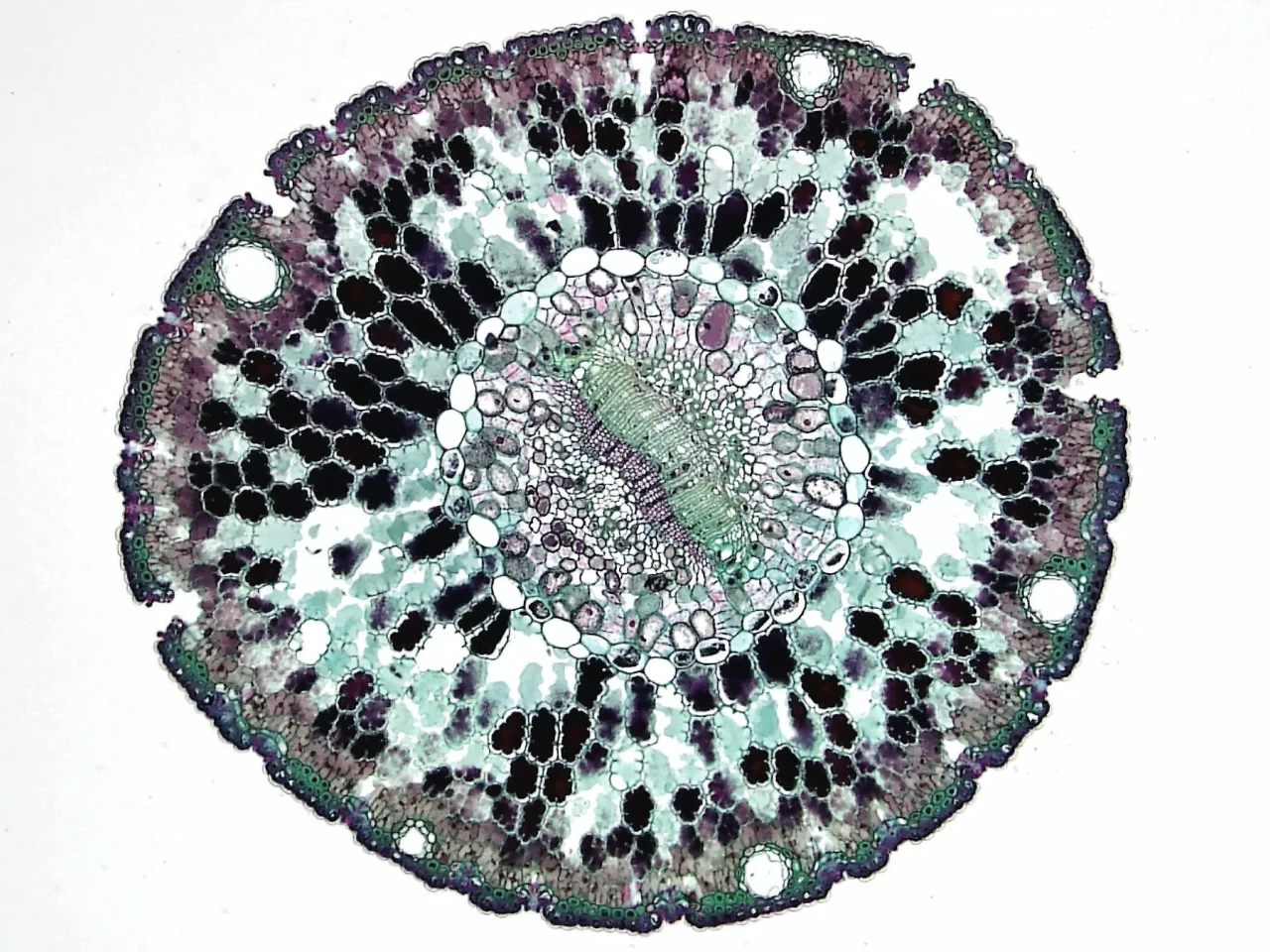 Double power-law viscoelastic relaxation of living cells encodes motility trends