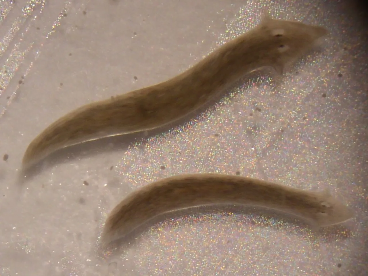 Modeling planarian regeneration: A primer for reverse-engineering the worm