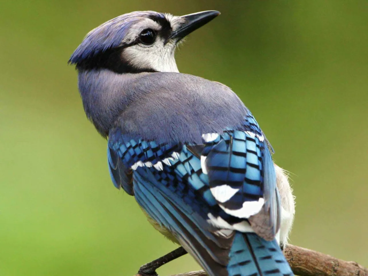 Effects of dynamical degrees of freedom on magnetic compass sensitivity: A comparison of plant and avian Cryptochromes