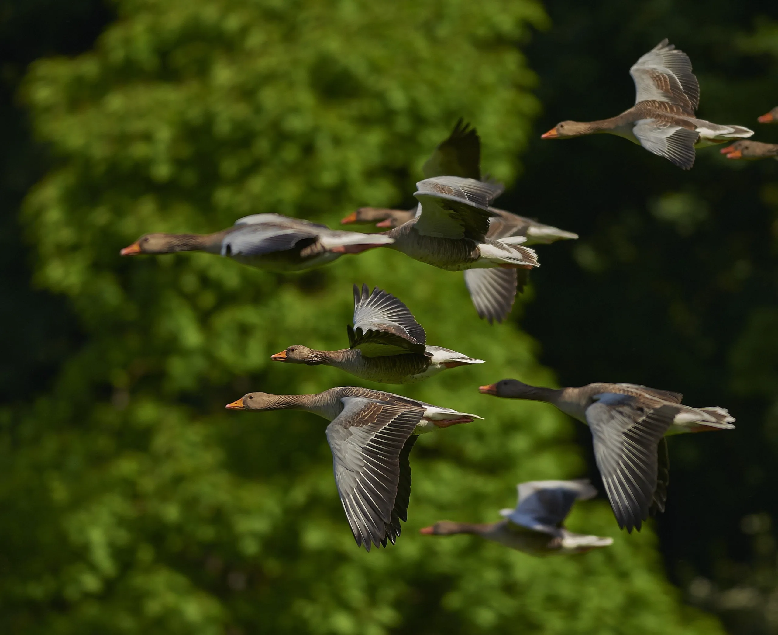 Quantum biology: a science of tomorrow