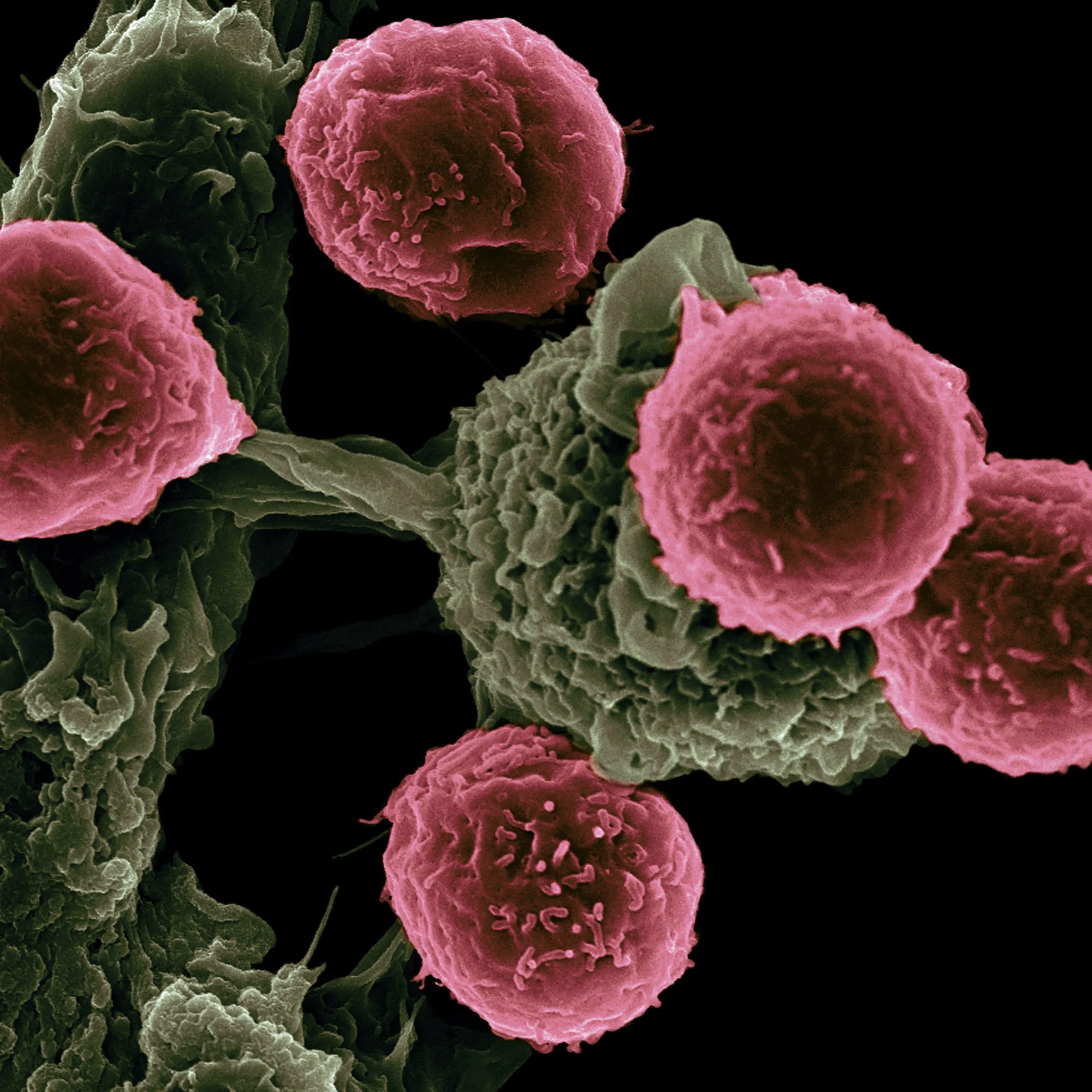 Pota-to, potah-to: are we talking about the same thing? Disease, genetics, metabolism