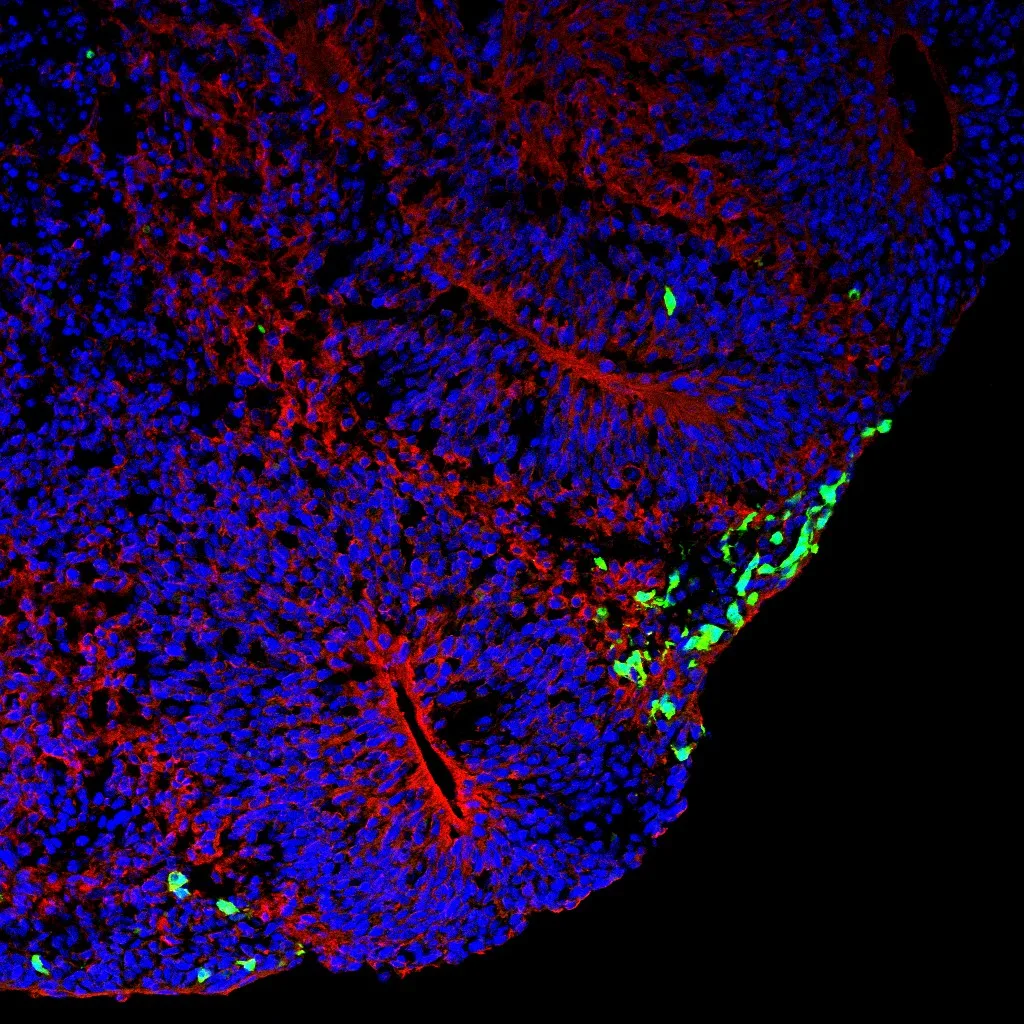 Neurobiologia Celular